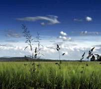 Weite Grasfläche mit Wolken und Halmen im Vordergrund